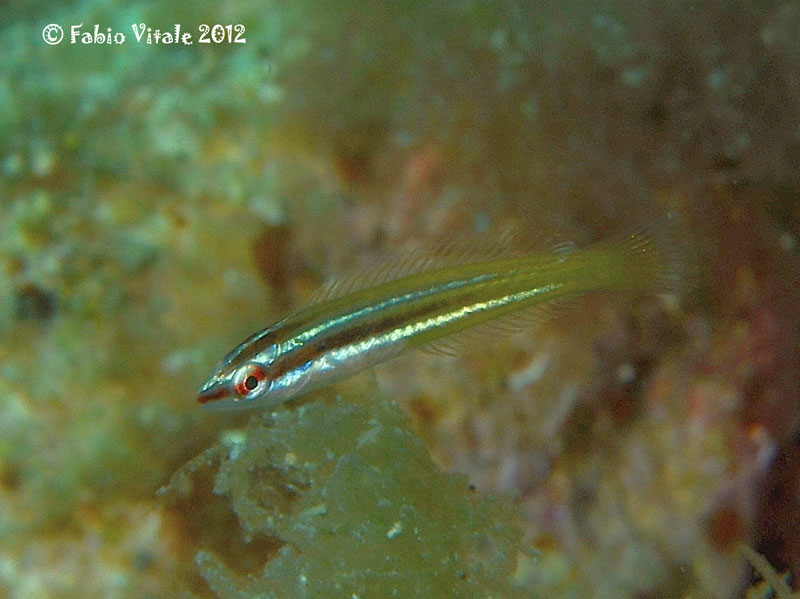 juvenile Coris julis